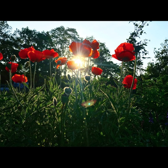 Meet your Posher, Jillian! :) - Picture 3 of 6